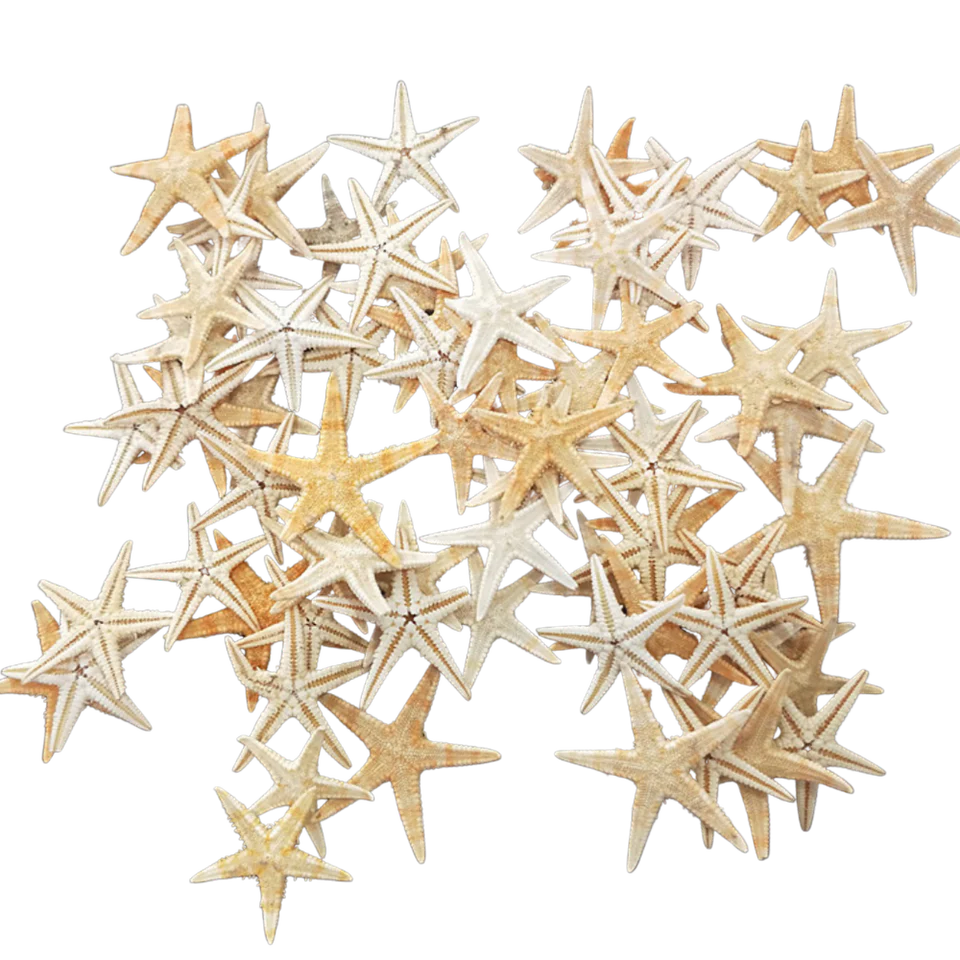 Miniature Starfish (20 pieces)