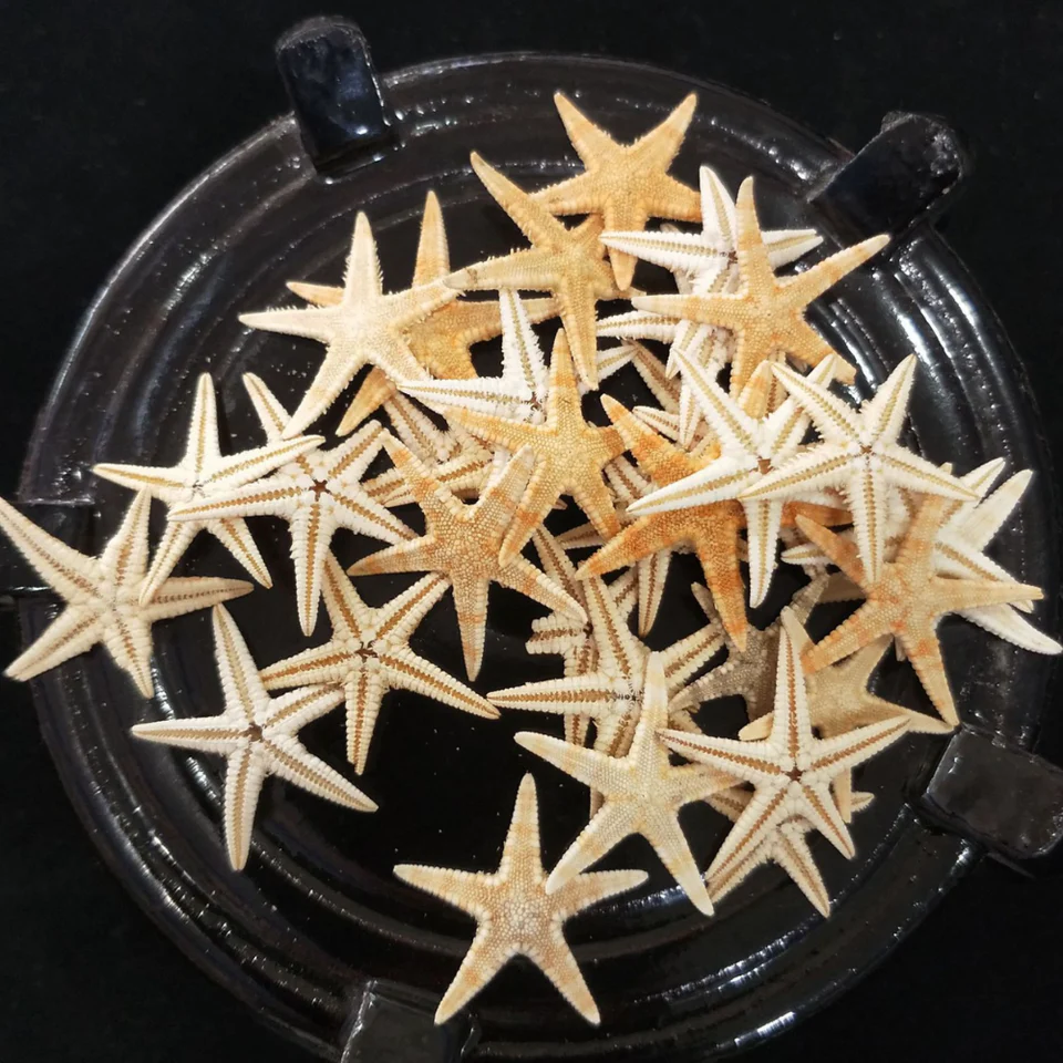 Miniature Starfish (20 pieces) - Image 2